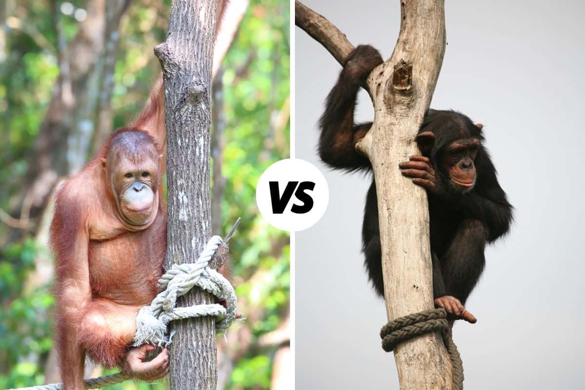 Orangutan vs Chimpanzee: What’s The Difference?