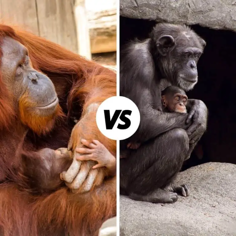 Orangutan vs Chimpanzee: What’s The Difference?