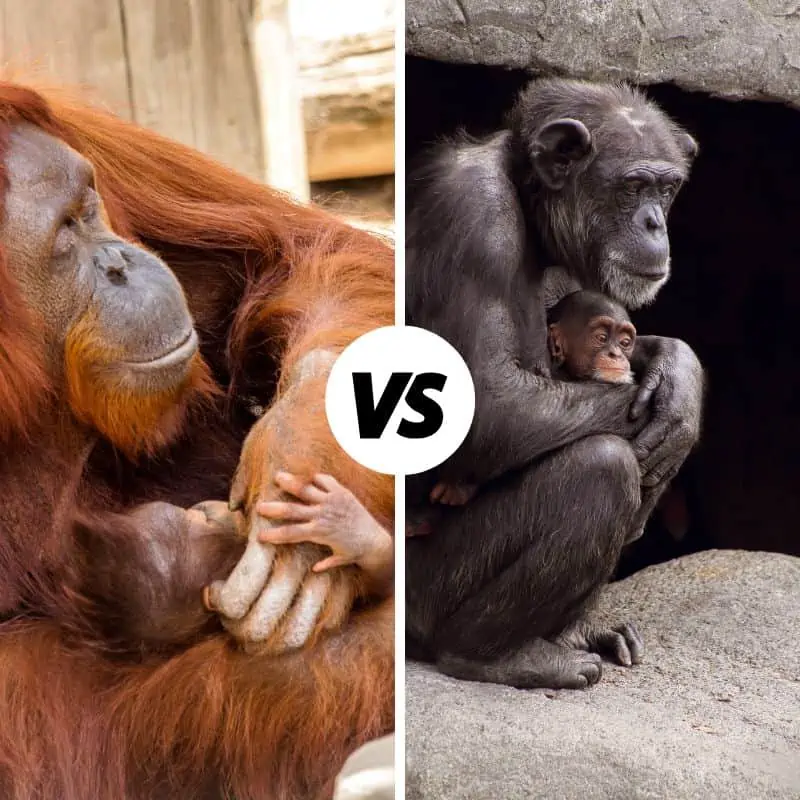 Orangutan with baby Vs Chimpanzee with baby