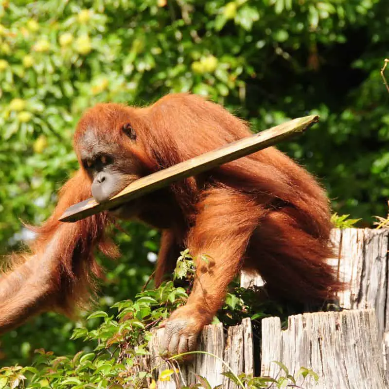 Orangutan with stick in his mouth
