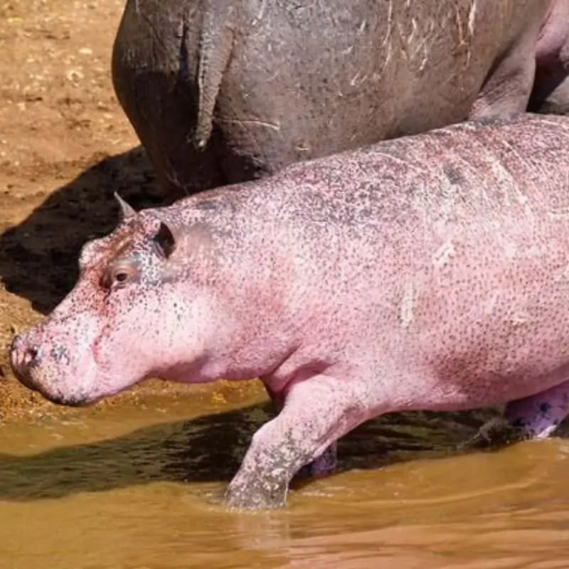 Pink hippo sighted in Kenya