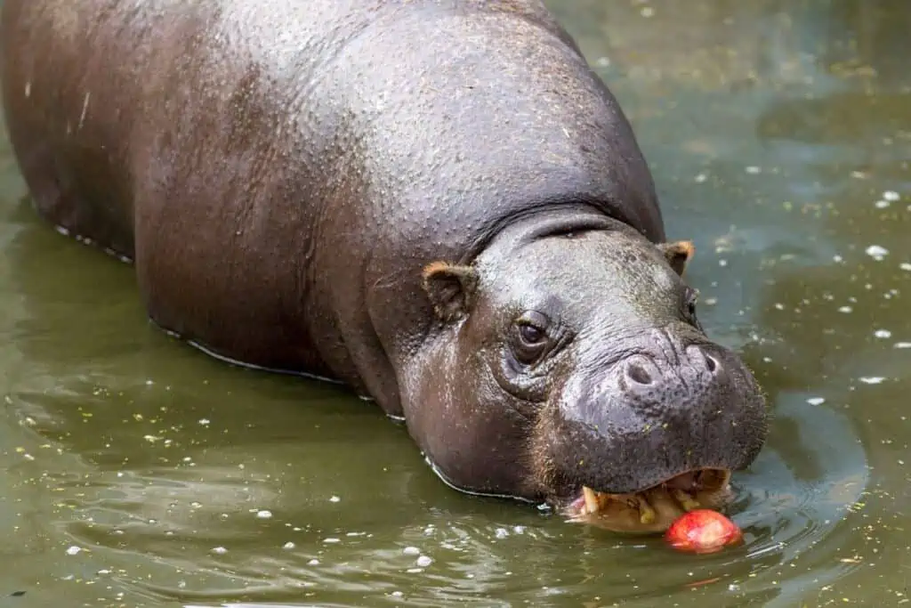 Pygmy Hippopotamus eating an apple