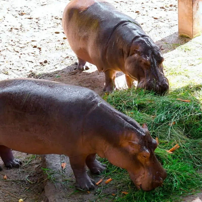 Pygmy Hippopotamus eating grass and carrots