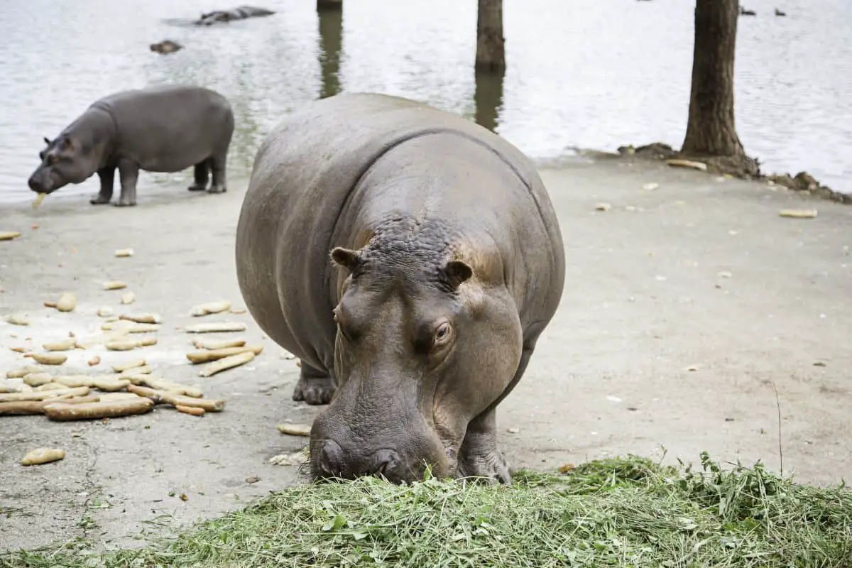 12 Interesting Pygmy Hippo Facts