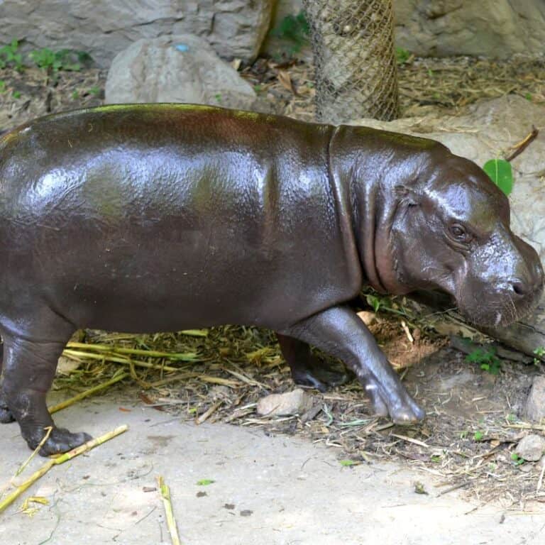 How Long Do Hippos Live? (Animal Life Cycles Explored)