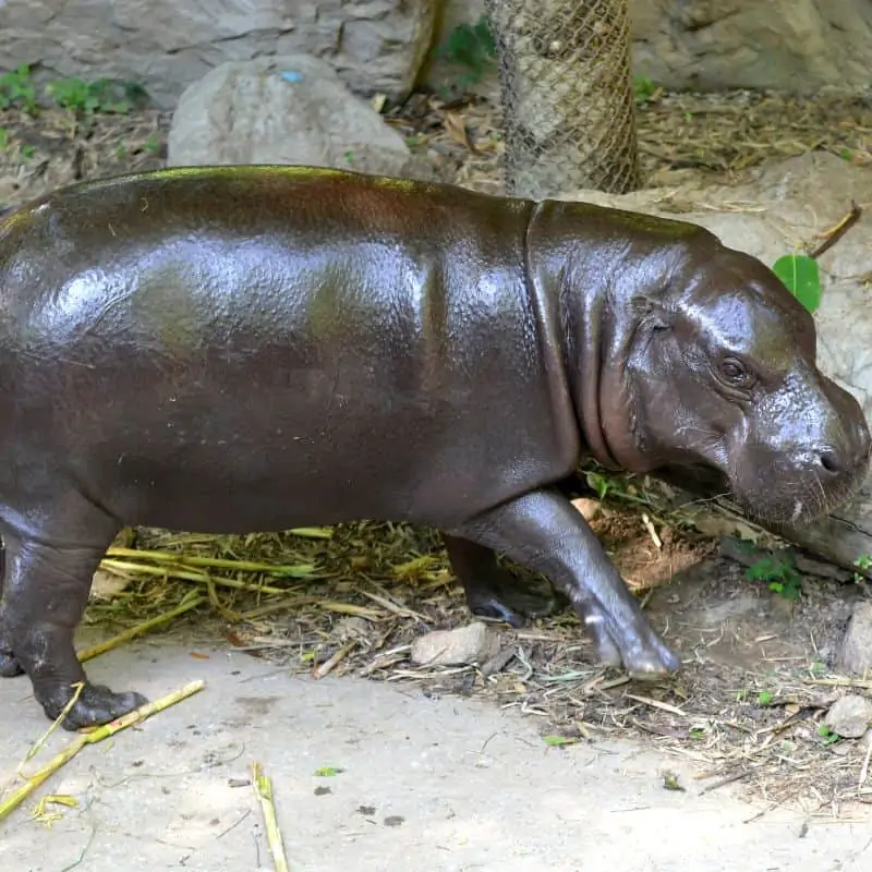 Pygmy hippo in captive environment