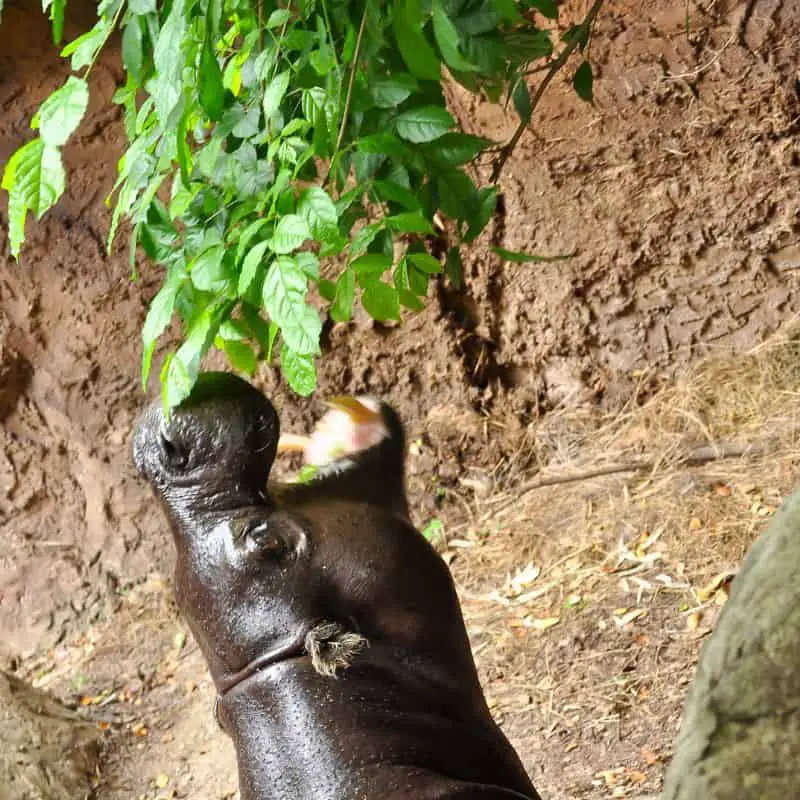 Pygmy hippo stretching to eat green leaves
