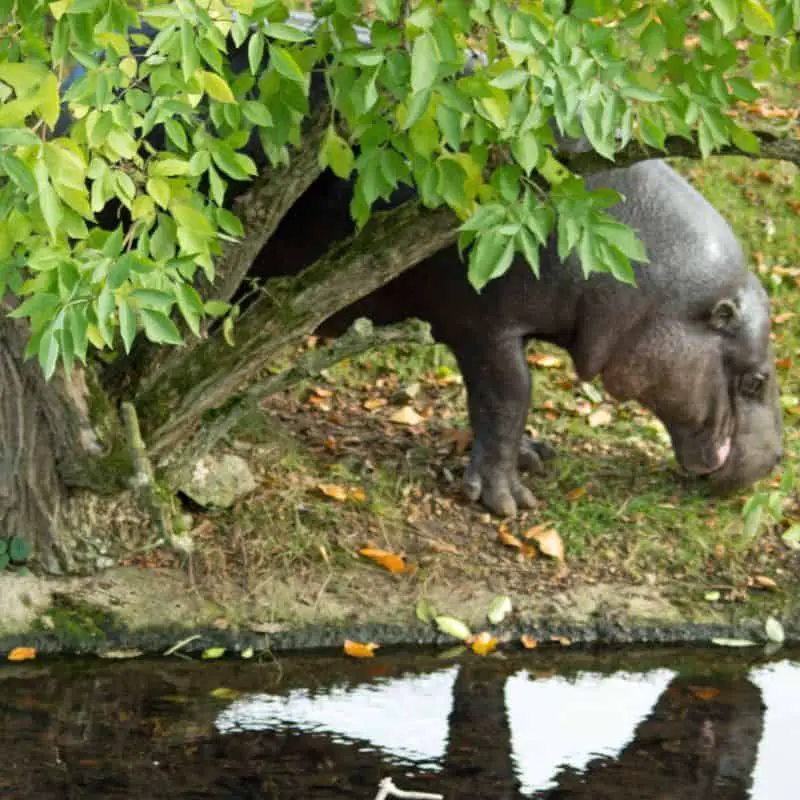 Pygmy hippo walking on a grass riverbank