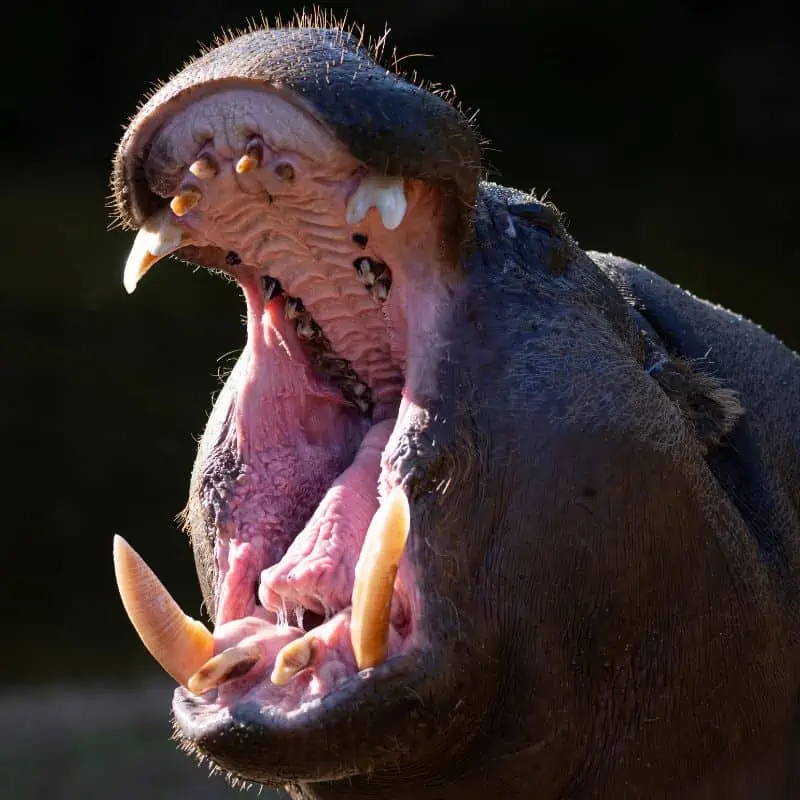 Pygmy hippo with open mouth