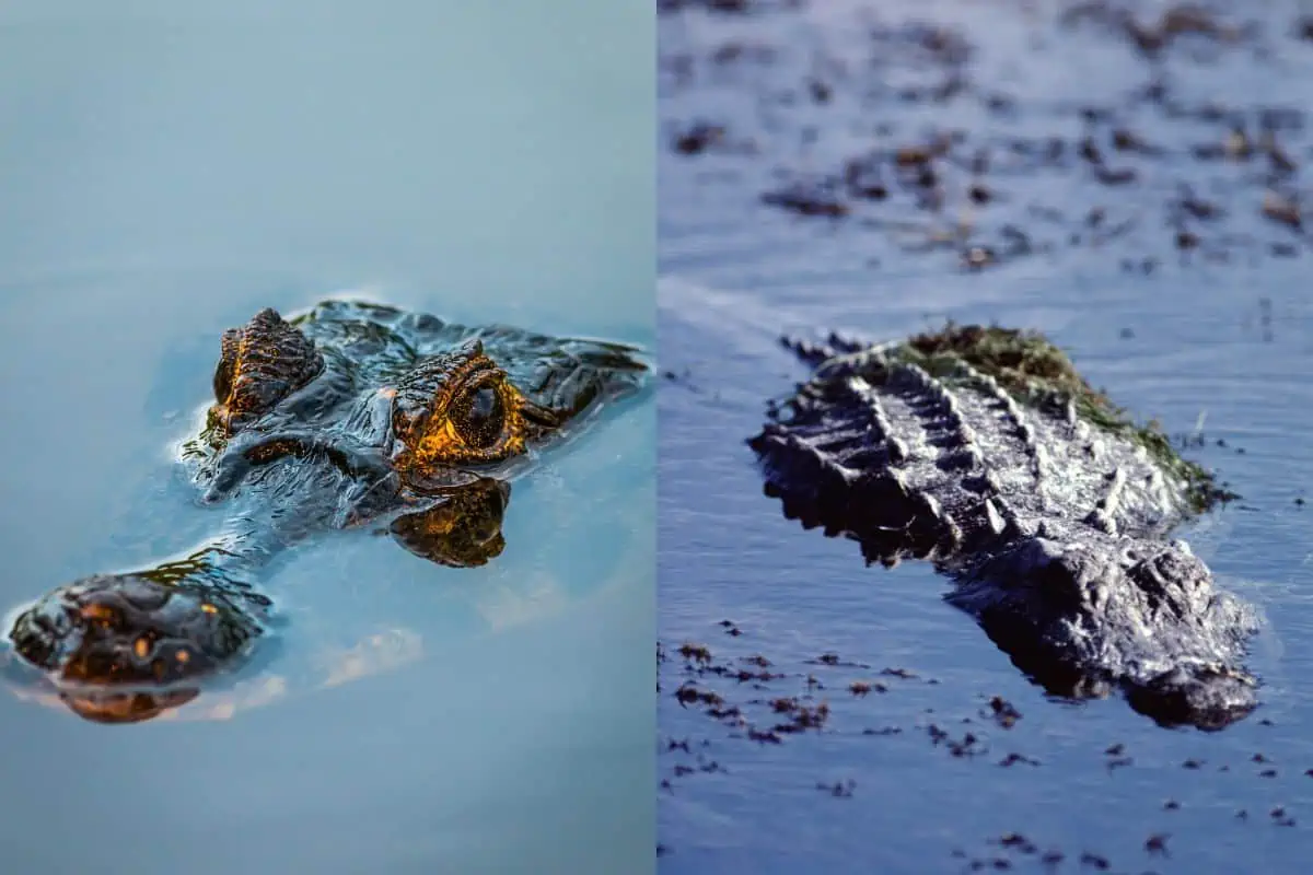 Caiman Vs Alligator: What’s The Difference?