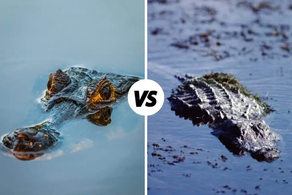 Submerged caiman vs alligator
