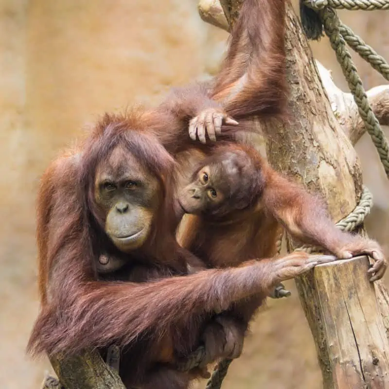 Sumatran mother and baby orangutan
