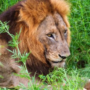 Where Do Lions Live? [Habitats Of Lions]