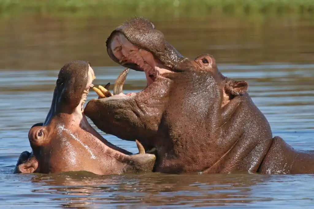 Two hippopotamuses in the water with mouths open