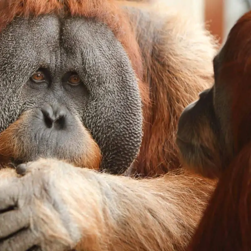 Two orangutans facing each other