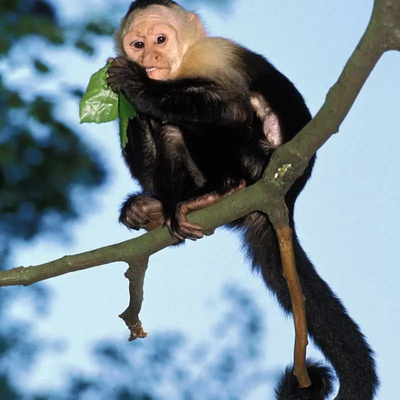 White headed capuchin (cebus capucinus) adult eating leaf in tree
