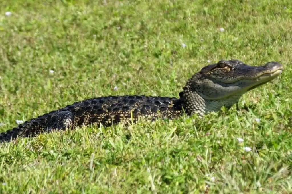 Young American alligator on a cattle ranch near a lake