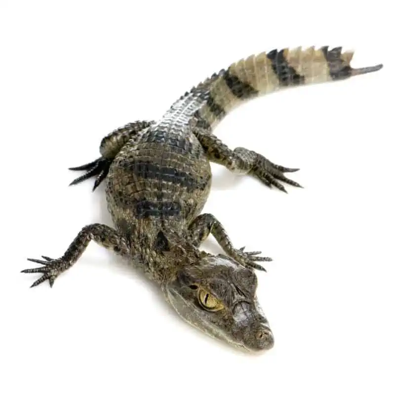 Young caiman crocodile