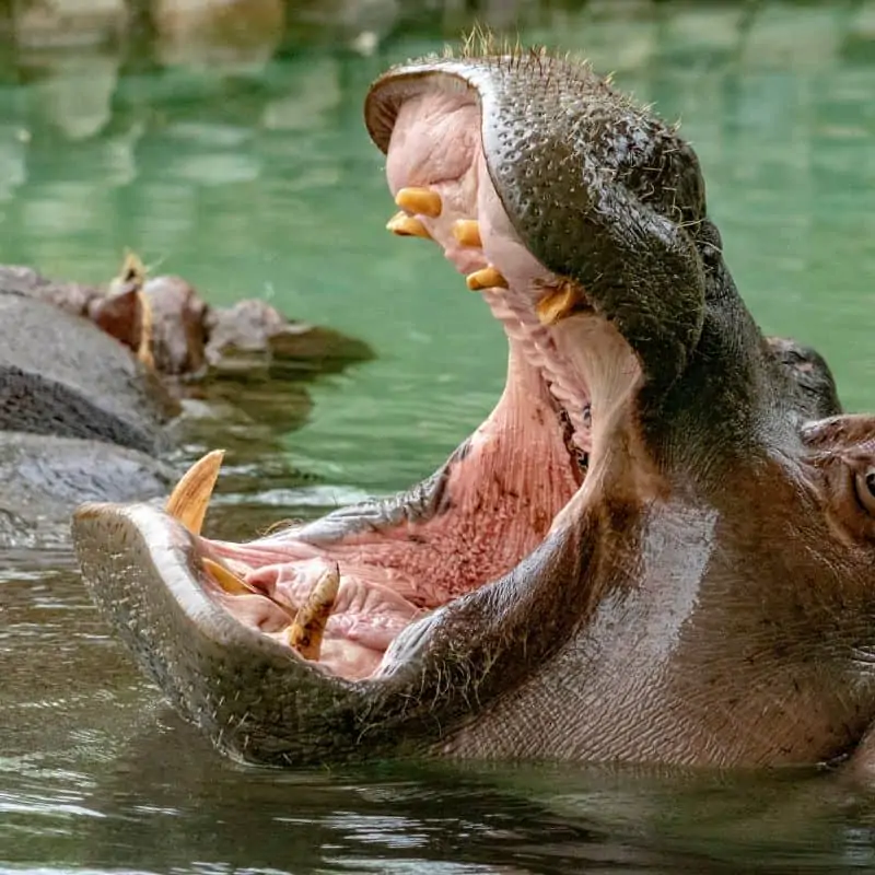 hippo mouth wide open