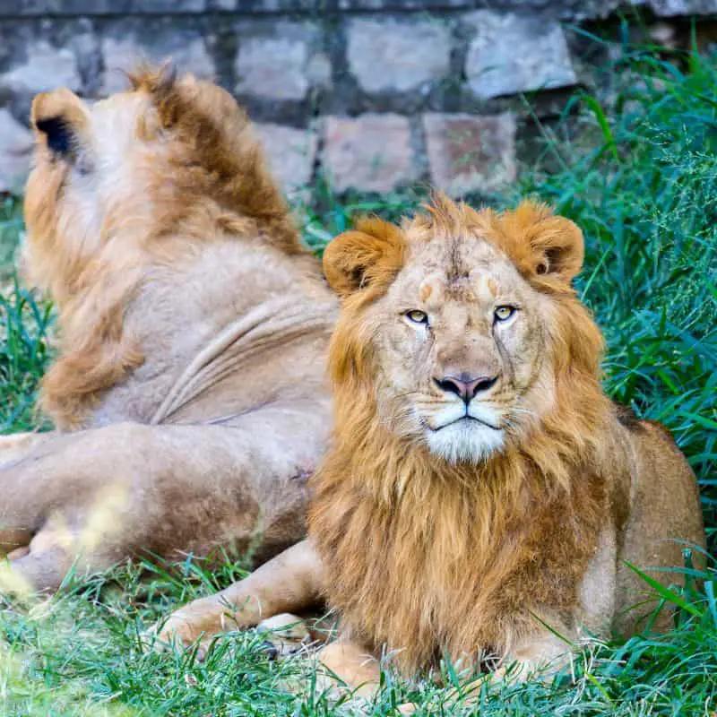 2 Asiatic lions sitting in the grass in zoo.