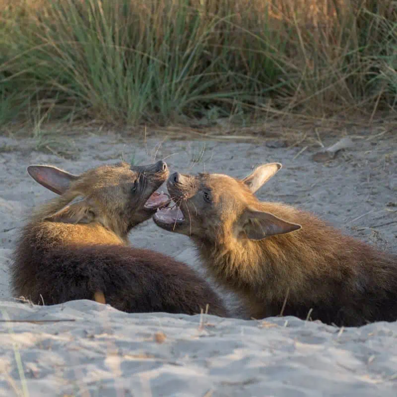 2 Brown hyena lying in the sand