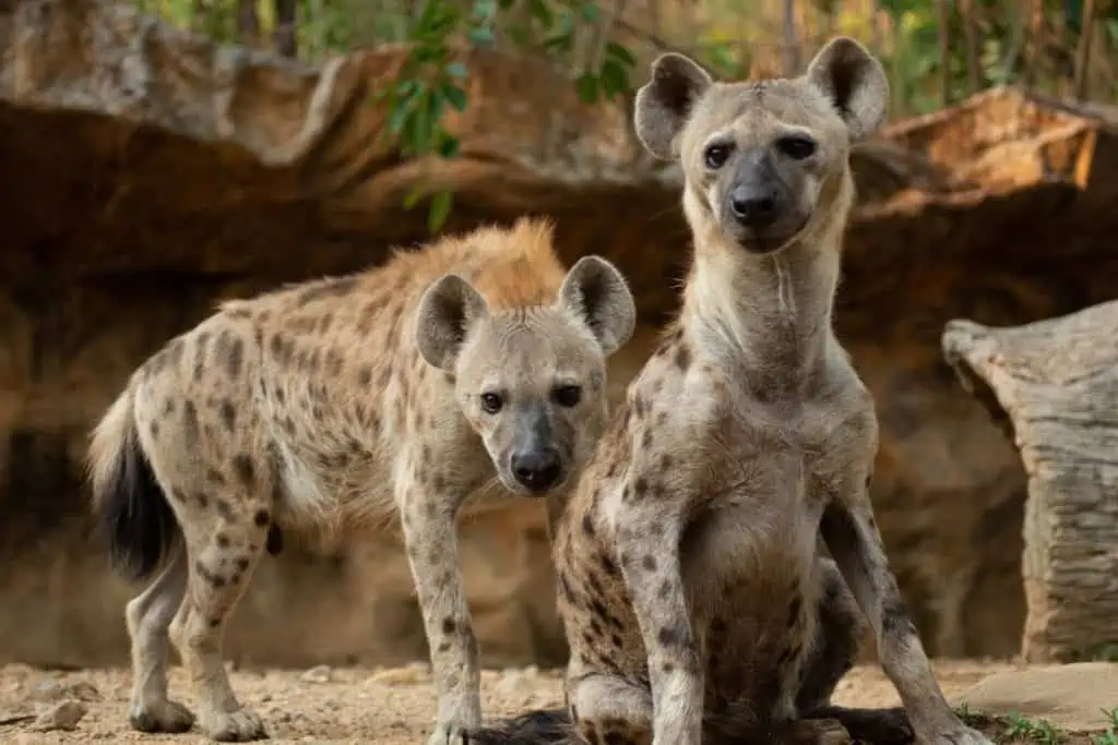 2 Spotted Hyenas