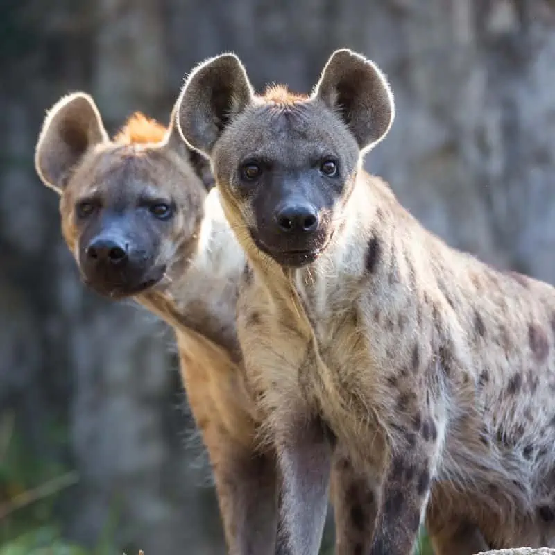 2 hyena standing on a hill
