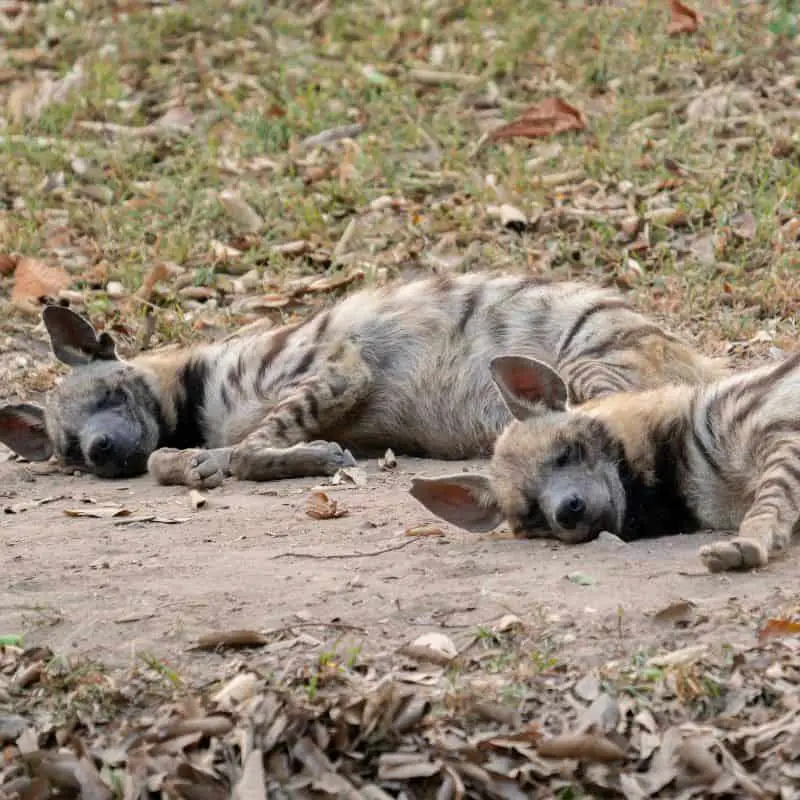 2 striped hyena sleeping