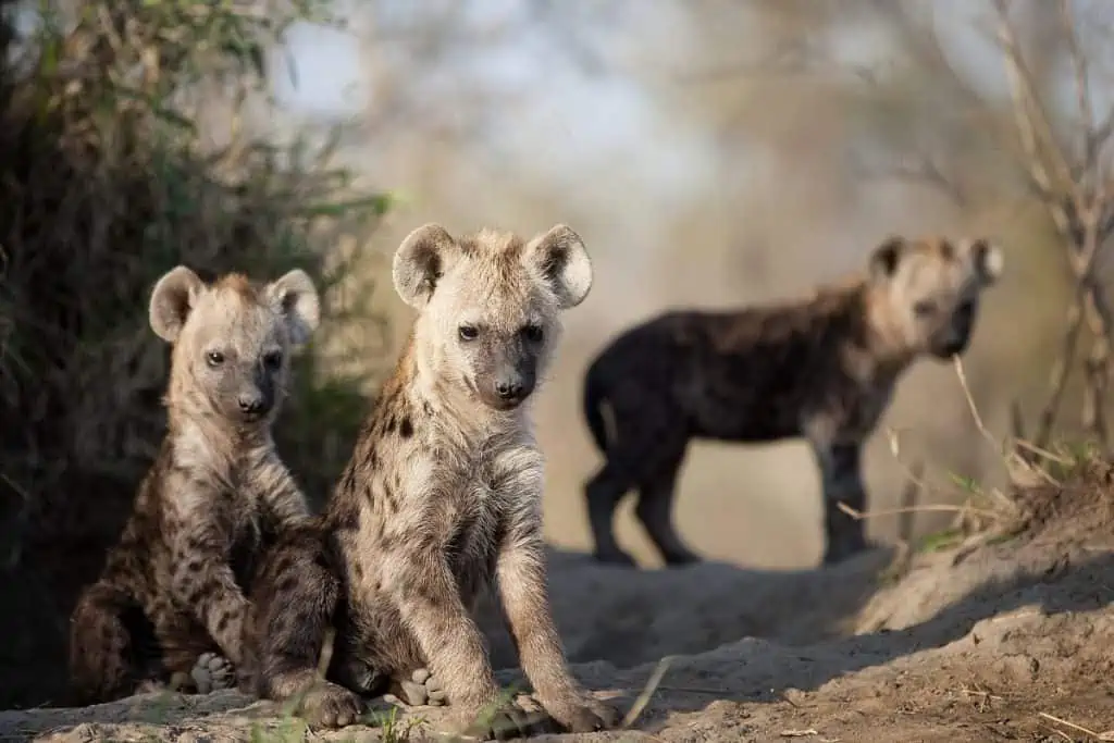 3 month old hyena cubs in South Africa