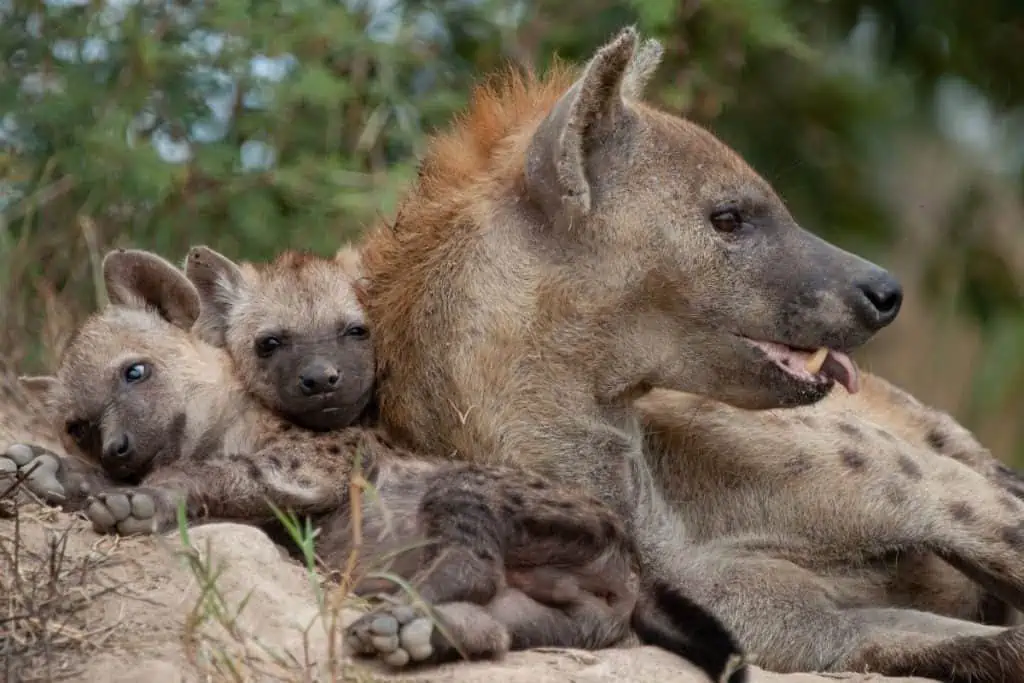 A female hyena and her 2 cubs