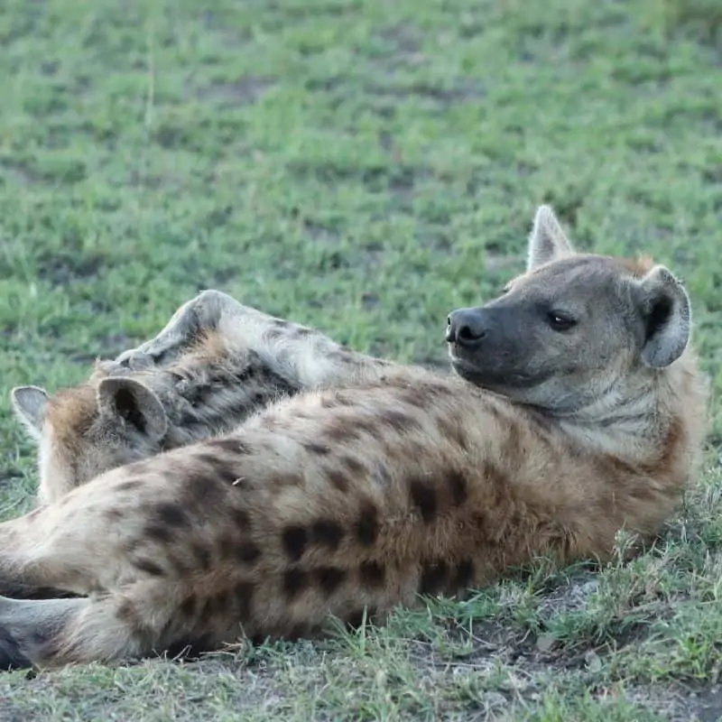 A female hyena nursing her cub