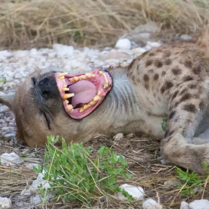 A spotted hyena laying on its back laughing