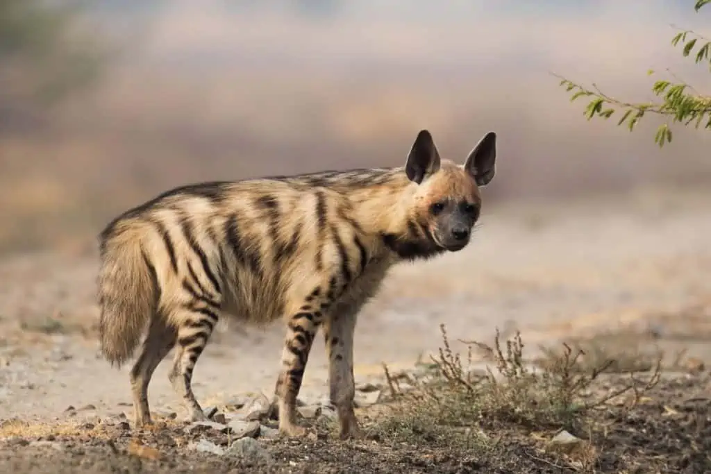 Adult striped Hyena