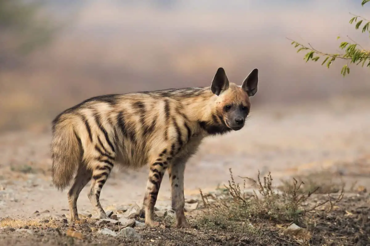10 Striped Hyena Facts