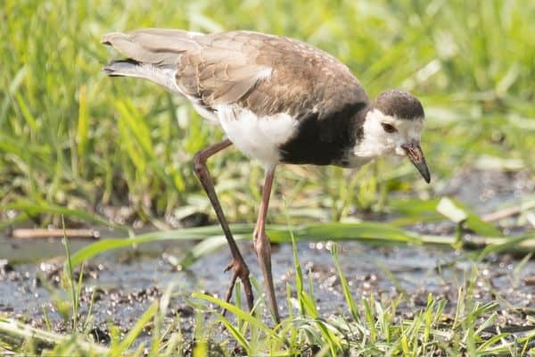 African Jacana