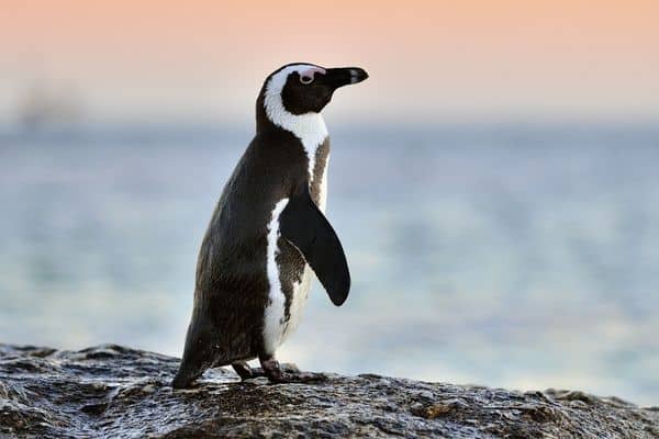 African Penguin