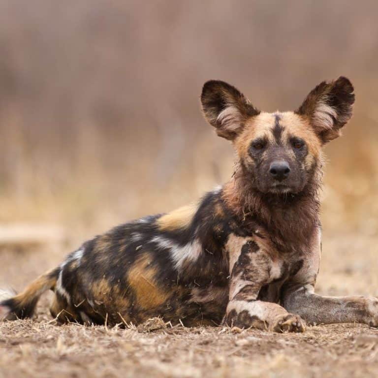 How Big Are Hyenas? Hyena Size & Comparison