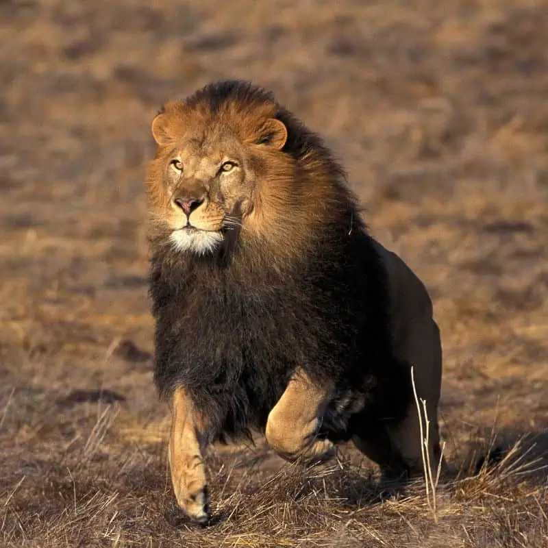 African male lion running in the grassland