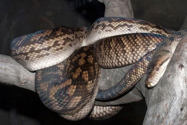 Amethystine Python