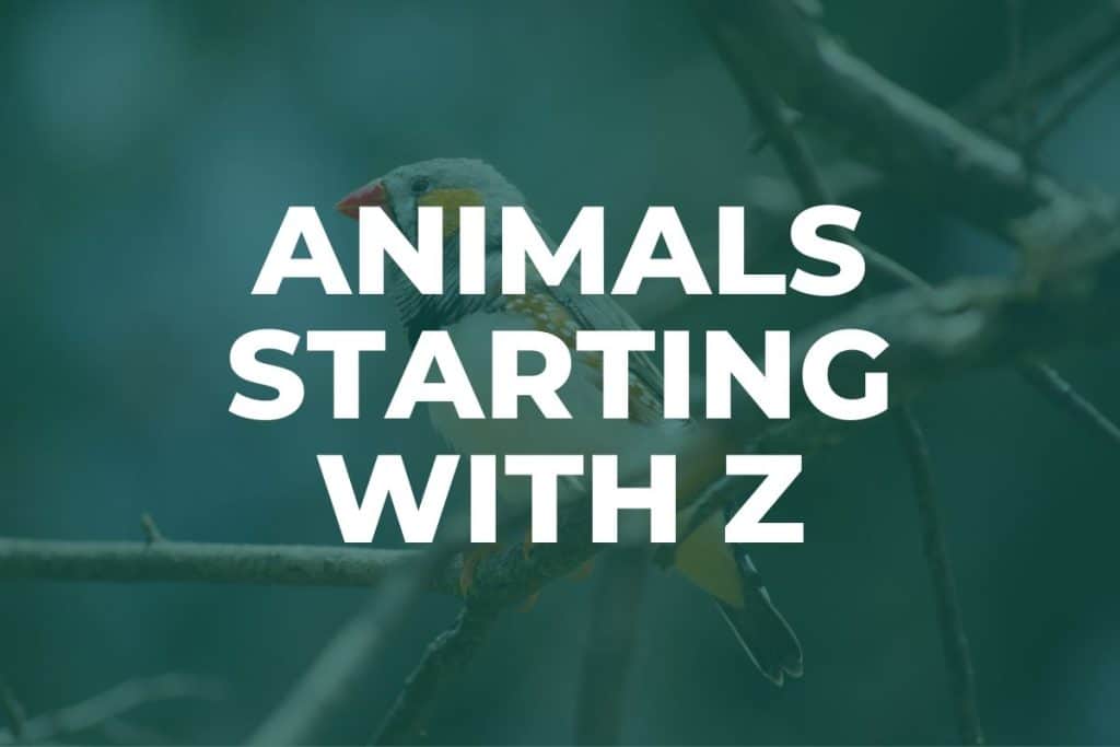 Animals That Start With Z (With Pictures)
