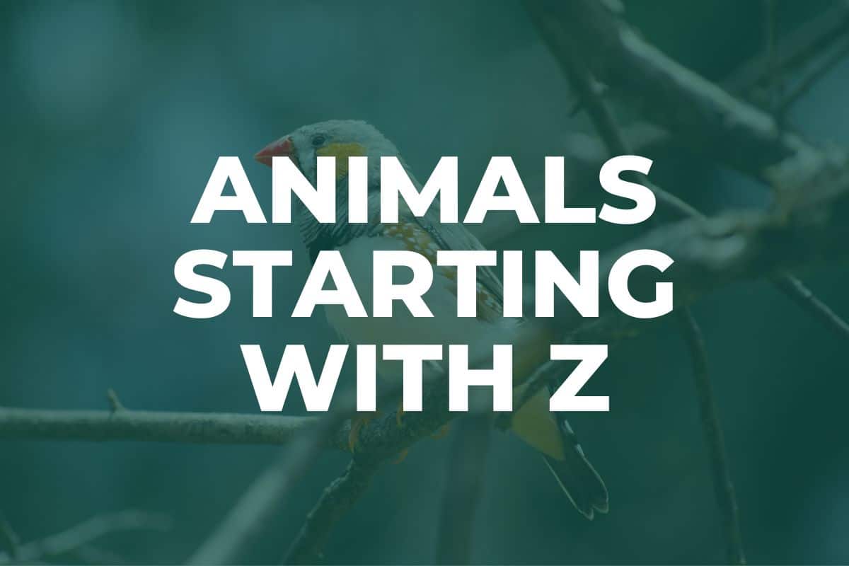 Animals starting with Z
