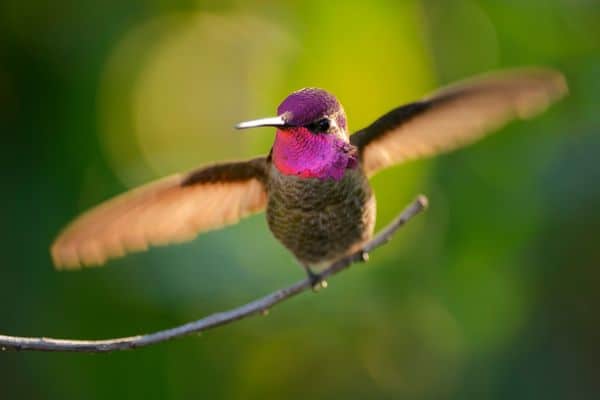 Anna's hummingbird