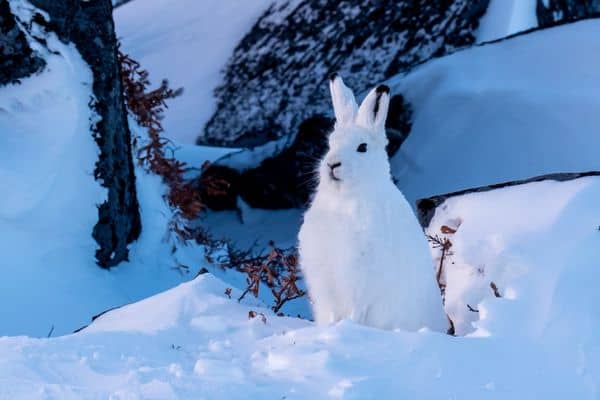 Arctic Hare