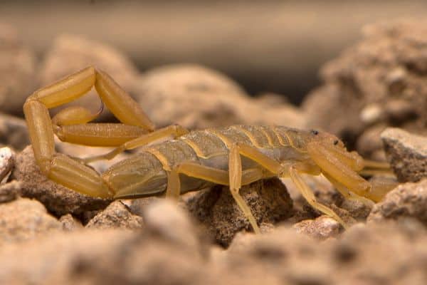 Arizona bark scorpion