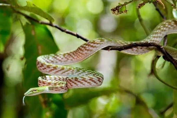 Asian Vine snake