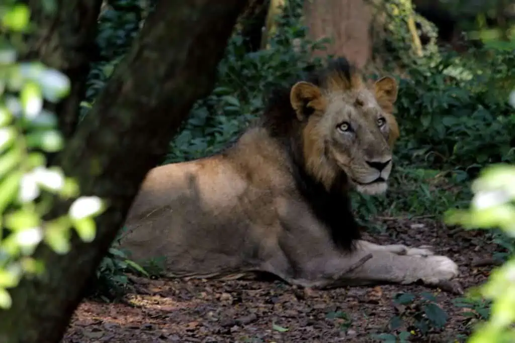 Asiatic Lion lying in forest in India.