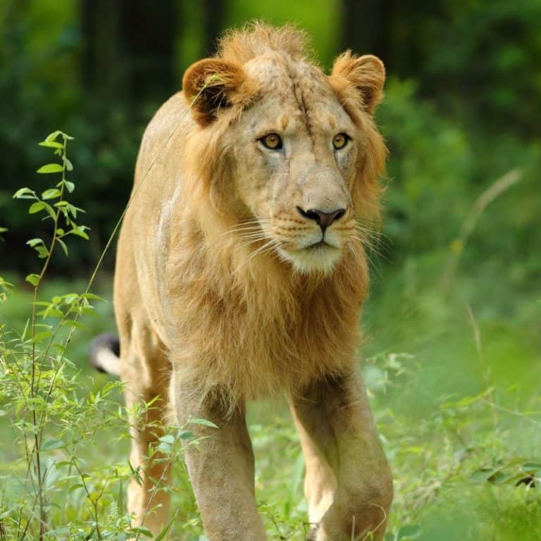 How Much Do Lions Weigh? (Large Predators)