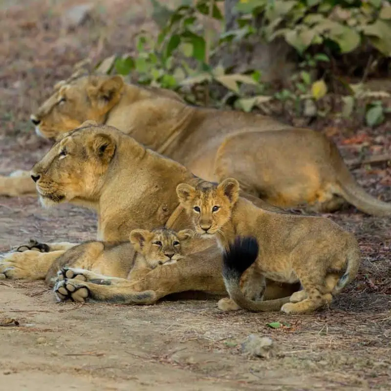 Asiatic lioness and cubs
