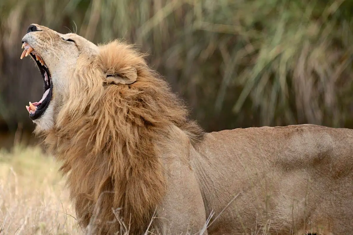 Why Do Lions Roar?