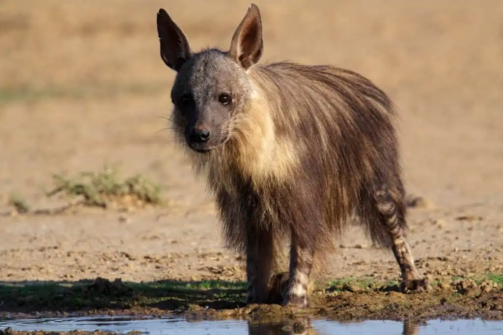 Brown hyena at watering hole